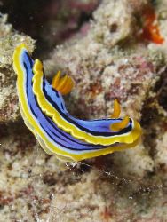 Nudi Great Barrier Reef- Aust
Found three of these on on... by Joshua Miles 